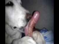 Pet gives owner dog oral sex